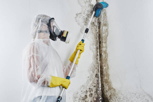 Best Environmental Consulting for Mold Prevention in Fairborn, OH